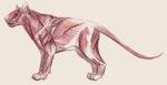 2017 ambiguous_gender claws digital_media_(artwork) digital_painting_(artwork) digitigrade exposed_muscle felid feral full-length_portrait grey_background jaspering lion mammal pantherine paws pink_body portrait side_view simple_background skinless snout solo standing tail watermark white_inner_ear