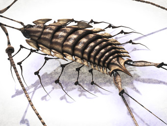 12_legs 2_tails ambiguous_gender antennae_(anatomy) black_eyes brown_body exoskeleton feral glistening glistening_body high-angle_view long_antennae multi_limb multi_tail segmented_body simple_background solo striped_body stripes tail textured_background white_background deino_(artist) deino_(modeler) nato-kun arthropod crustacean isopod malacostracan 2012 3d_(artwork) 4:3 autodesk_3ds_max_(artwork) digital_media_(artwork)