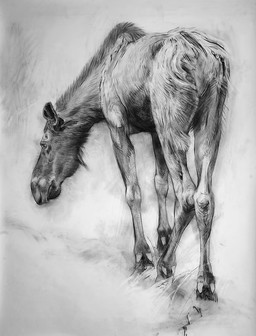 black_body female feral looking_away simple_background solo walking white_background geordie_millar deer mammal moose new_world_deer 2006 charcoal_(artwork) formal_art monochrome traditional_media_(artwork)