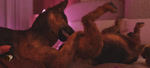 69_position anal anal_knotting anal_penetration animal_genitalia animal_penis balls bedroom canine_genitalia canine_penis cowgirl_position duo erection fast_sex fellatio feral feral_on_feral feral_penetrated feral_penetrating feral_penetrating_feral from_front_position fur genitals intraspecies knot knot_root knotted_penis knotting looking_at_viewer looking_pleasured male male/male male_on_bottom male_on_top male_penetrated male_penetrating male_penetrating_male mutual_oral on_bottom on_top oral oral_penetration penetration penile penile_penetration penis penis_in_ass realistic_feral sex side_view trioami260 canid canine canis domestic_dog german_shepherd herding_dog mammal pastoral_dog 3d_(artwork) 3d_animation animated digital_media_(artwork) huge_filesize long_playtime sound webm