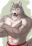 abs anthro asian_clothing athletic biceps big_muscles black_nose claws clothed clothing crossed_arms east_asian_clothing fangs fundoshi fur grey_body grey_fur japanese_clothing looking_at_viewer male muscular muscular_anthro muscular_male open_mouth orange_eyes pecs solo teeth tongue topless underwear gawein-dragon gomibako canid canine canis mammal wolf