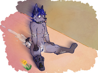 andromorph anthro bodily_fluids feet fur genital_fluids genitals hair humor intersex male mastectomy_scar nipples nude scar simple_background sitting solo tail visibly_trans shadowxtra canid canine canis mammal wolf digital_media_(artwork) hi_res