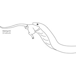 balls duo feral feral_pred feral_prey genitals head_first larger_pred male male/male male_prey nude_male nude_pred open_mouth oral_vore partially_inside size_difference tail vore willing_pred urbanhermit mammal murid murine rat reptile rodent scalie snake 1997 1:1 black_and_white dated monochrome