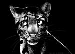 2014 ambiguous_gender black_background blackteagan clouded_leopard felid feral greyscale mammal monochrome pantherine simple_background solo