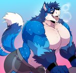 absurd_res anthro athletic_wear atlas big_pecs blue_body blue_fur bodily_fluids bottomwear breath bulge canid canine clothed clothing dolphin_shorts drooling fox fur genital_fluids gym_bottomwear gym_shorts hi_res kokukokuboo male mammal muscular muscular_anthro muscular_male panting pecs precum precum_through_clothing saliva shorts solo sweat tongue tongue_out topless wet wet_clothing