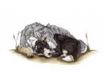 claws cuddling duo feral male pawpads paws sleeping toe_claws kola_(artist) arin_michaelis jean_fernandez-lopez border_collie canid canine canis collie domestic_dog herding_dog mammal mexican_wolf pastoral_dog sheepdog wolf traditional_media_(artwork)