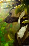 anthro black_nose brown_body brown_eyes brown_fur clothed clothing fur male solo text nomax african_wild_dog canid canine mammal 2021 5:8 digital_media_(artwork) hi_res url