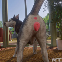 anatomically_correct anatomically_correct_genitalia anatomically_correct_vulva animal_genitalia animal_vulva anus aroused bestiality butt canine_genitalia canine_vulva detailed_background door female female_feral feral fur genitals glass_door inside looking_back open_mouth plump_labia presenting presenting_anus presenting_hindquarters presenting_vulva quadruped realistic_feral rear_focus rear_view red_eyes seductive solo tail tail_motion tailwag teasing teeth vaginal vulva raytross canid canine canis domestic_dog husky mammal nordic_sled_dog spitz 1:1 2026 3d_(artwork) 3d_animation animated blender_(artwork) blender_cycles_(artwork) digital_media_(artwork) no_sound short_playtime video watermark