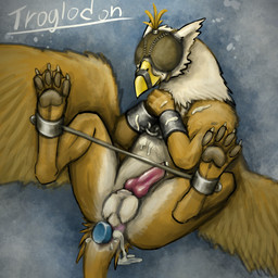 4_toes anal anal_penetration animal_genitalia animal_penis anus balls beak blindfold blue_dildo bodily_fluids butt canine_genitalia canine_penis cuff_(restraint) cum cum_in_ass cum_inside cum_on_self dildo erection falconry_hood feathered_wings feathers feet feral genital_fluids genitals handcuffs hood hooded knot male mask metal_cuffs paws penetration penis presenting presenting_hindquarters restraints sensory_deprivation sex_toy shackles sheath smile solo spread_legs spreader_bar spreading tail toes wings sirtroglodon mythology avian gryphon mythological_avian mythological_creature 1:1 2015 absurd_res hi_res