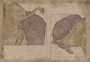 5_toes anal anal_fisting anal_penetration anatomically_correct anatomically_correct_genitalia anatomically_correct_penis animal_genitalia animal_penis anthro anthro_on_feral anthro_on_top anthro_penetrated anthro_penetrating anthro_penetrating_feral anthro_penetrating_male anus armwear armwear_only balls bestiality big_balls big_penis biped bodily_fluids butt carrying_another cheek_horn claws clothing coprophilic_intercourse curved_horn deep_fisting dialogue dirty_anal duo elbow_gloves erection feces feces_on_arm feces_on_body feces_on_trunk feet feral feral_on_bottom feral_penetrated feral_penetrating feral_penetrating_anthro feral_penetrating_male finger_claws fisting fluffy fluffy_tail fur fur_markings genital_fluids genitals gloves hair handwear horn interspecies larger_feral larger_male latex latex_clothing latex_gloves latex_handwear lifting lifting_another logo long_penis low-angle_view lube lube_in_ass lube_on_trunk lube_string male male/male male_anthro male_feral male_fisted male_fisting male_fisting_male male_on_bottom male_on_feral male_on_top male_penetrated male_penetrating male_penetrating_male mane mane_hair markings medical_checkup medical_examination misleading_thumbnail monotone_inner_ear mostly_nude nude on_bottom on_head on_top paws penetration penis penis_on_face plantigrade precum precum_on_arm precum_on_head precum_squirt proboscis_(anatomy) prostate_exam prostate_stimulation pull_out quadruped raised_tail rear_view scatplay sex short_ears short_fur short_horn short_tail side_view simple_background sitting size_difference slightly_chubby slightly_chubby_anthro slightly_chubby_male small_ears small_horn small_tail small_top_big_bottom smaller_anthro smaller_male smaller_penetrated snout standing tail tail_anus tail_tuft tall text textured_background thick_penis three-quarter_view toe_claws toes trunk_(anatomy) trunk_in_ass trunk_penetration trunk_play trunk_sex trunking tuft tusks ursine_ears ursine_genitalia ursine_penis vein veiny_penis hdyly kuruk_(character) bear brown_bear elephant elephantid grizzly_bear mammal proboscidean ursidae ursine 2026 animated artist_logo artist_name colored_sketch digital_drawing_(artwork) digital_media_(artwork) english_text hi_res signature sketch
