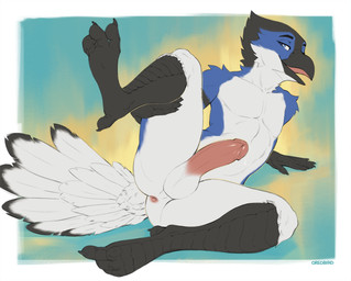 anthro balls black_body black_fur blue_body blue_eyes blue_fur bodily_fluids butt curling_toes feathers feet fur genital_fluids genitals humanoid_genitalia humanoid_penis leaking_precum looking_at_viewer lying male on_side penis precum raised_leg scuted_arms scuted_legs scutes solo tail tail_feathers white_body white_fur oreobird avalon_(blueavian) avian bird blue_jay corvid humanoid jay_(bird) new_world_jay oscine passerine