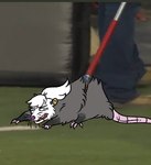 bared_teeth female feral fur grey_body grey_fur open_mouth solo white_body white_fur pteri_(artist) peachie_(peachbumz) american_opossum mammal marsupial virginia_opossum low_res meme