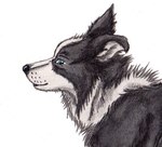 ambiguous_gender black_body black_fur black_nose blue_eyes feral fur glistening glistening_eyes mouth_closed side_view simple_background solo white_background white_body white_fur kola_(artist) border_collie canid canine canis collie domestic_dog herding_dog mammal pastoral_dog sheepdog