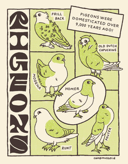 ambiguous_gender avian_feet beak chart feathered_wings feathers feral green_background group multicolored_body simple_background standing tan_background text wings campmustelid avian bird columbid pigeon artist_name english_description english_text hi_res multiple_scenes restricted_palette