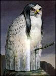 ambiguous_gender avian beak black_hair cliff edward_summerton hair long_hair owl snowy_owl solo stick surreal what what_has_science_done white_feathers
Rating: Safe
Score: 3
User: ab600
Date: December 24, 2013