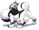 anus balls big_balls big_breasts big_penis breasts breath busty_feral collar cuffs_(clothing) feral genitals gynomorph huge_balls huge_breasts huge_penis hyper hyper_balls hyper_breasts hyper_genitalia hyper_penis intersex looking_back panting penis simple_background solo tongue white_background gideon canid canine canis domestic_dog husky mammal nordic_sled_dog spitz