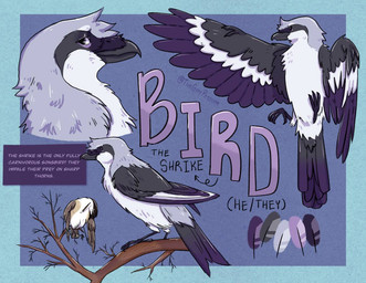 avian_feet beak black_beak black_body black_feathers branch feathers feral impalement male purple_body purple_feathers solo tail tail_feathers text white_body white_feathers thegaypossum birdpathy avian bird black-capped_chickadee chickadee great_grey_shrike oscine passerine tit_(bird) english_text model_sheet