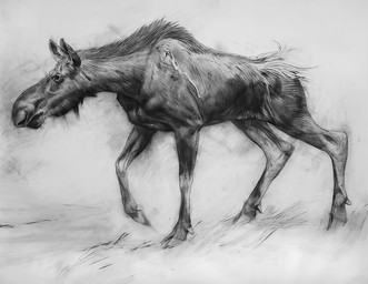 black_body female feral looking_aside looking_away realistic simple_background solo standing white_background young geordie_millar deer mammal moose new_world_deer 2006 charcoal_(artwork) formal_art monochrome traditional_media_(artwork)