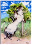 ambiguous_gender belly claws cloud detailed_background dirt feral grass looking_at_viewer outside pawpads paws plant rock semi-anthro sky smile solo standing tail tree wave whiskers white_belly sssilver mammal mustelid musteline true_musteline weasel 2007 colored_pencil_(artwork) dated signature traditional_media_(artwork)