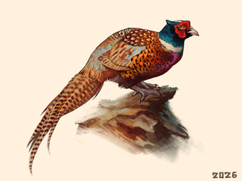 ambiguous_gender beak blue_body blue_feathers blue_head_feathers brown_spots feathers feet feral grey_feet grey_legs grey_talons long_tail_feathers markings multicolored_body multicolored_feathers orange_body orange_feathers purple_body purple_feathers simple_background solo spots spotted_body spotted_feathers tan_body tan_feathers white_background white_beak white_spots yellow_eyes alexpahomov avian bird common_pheasant galliform phasianid pheasant 2026 4:3 digital_media_(artwork) digital_painting_(artwork) painting_(artwork)