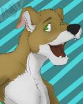 anthro green_eyes male open_mouth solo amwulf kwikdog canid canine canis domestic_dog greyhound hunting_dog mammal sighthound 4:5 hi_res