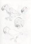 ambiguous_gender beak feathers feral looking_aside looking_at_viewer open_mouth open_smile side_view smile solo standing tail tail_feathers wings teochronico avian bird parrot graphite_(artwork) hi_res traditional_media_(artwork)