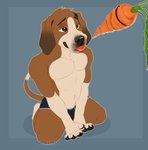 anthro begging carrot clothed clothing floppy_ears food fur kneeling male multicolored_body multicolored_fur plant solo tongue tongue_out topless two_tone_body two_tone_fur underwear vegetable kingparked adam_(adam413) beagle canid canine canis domestic_dog hunting_dog mammal scent_hound absurd_res hi_res