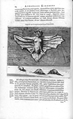 ambiguous_feral ambiguous_gender breasts busty_feral female female_feral feral group membrane_(anatomy) membranous_wings nailed nipples print_(medium) quadruped spread_eagle tail text whiskers wings unknown_artist athanasius_kircher public_domain bat domestic_cat felid feline felis hybrid mammal murid murine rat rodent 1667 17th_century absurd_res ancient_art hi_res latin_text monochrome partially_translated traditional_media_(artwork) translation_check translation_request