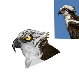 ambiguous_gender angry beak brown_body brown_feathers feathers feral grey_beak grey_body grey_feathers looking_at_viewer shadow simple_background solo white_background white_body white_feathers wings yellow_eyes yyury_r accipitriform avian bird osprey headshot_portrait portrait reference_image
