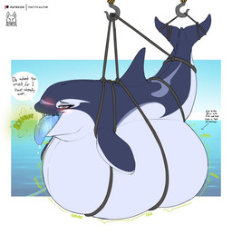 belly big_belly blue_body blue_eyes burping dialogue female feral inflation male rope sea solo speech_bubble talking_feral text water white_belly tacticalfur yano_(dolphinproject) aquatic cetacean dolphin mammal oceanic_dolphin orca toothed_whale 2026 english_text watermark