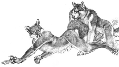 all_fours animal_genitalia animal_penis anthro balls bared_teeth canine_genitalia canine_penis claws duo erection finger_claws fur genitals imminent_sex knot knotted_penis lube_bottle male male/male pawpads paws penis penis_tip pointy_ears prick_ears reaching reaching_for_object sheath simple_background tail teeth toe_claws white_background blotch scratches_volume_6 canid canine canis domestic_dog fox husky mammal nordic_sled_dog red_fox spitz true_fox 2012 monochrome traditional_media_(artwork)