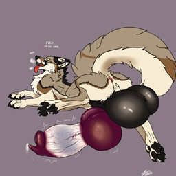 anatomically_correct anatomically_correct_feral anatomically_correct_genitalia anatomically_correct_penis animal_genitalia animal_penis anus balls big_balls big_knot big_penis bodily_fluids canine_genitalia canine_penis claws erection feral genital_fluids genitals huge_balls huge_knot huge_penis hyper hyper_balls hyper_genitalia hyper_knot hyper_penis knot knotted_penis lying male on_front paws penis precum presenting presenting_anus presenting_balls presenting_penis text throbbing throbbing_knot throbbing_penis saber_89 canid canine canis coyote hybrid mammal wolf 1:1