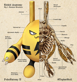 ambiguous_gender anatomical_diagram anatomical_study anatomy anatomy_chart anthro biped black_body black_stripes bone chart closed_smile cross_section dot_pupils front_view looking_at_viewer mouth_closed multicolored_body paper_background pelvis rib_cage simple_background skeleton skull smile solo striped_arms stripes tan_background teeth text twitter_handle two_tone_body white_sclera x-ray_view yellow_body christopher_stoll nintendo pokemon pokenatomy elekid generation_2_pokemon pokemon_(species) 2022 copyright_name english_text full-length_portrait hi_res portrait species_name