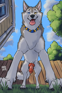 animal_genitalia animal_penis balls barely_visible_balls barely_visible_genitalia blue_eyes bodily_fluids canine_genitalia canine_penis collar dripping erection feral fur genital_fluids genitals grey_body grey_fur knot knotted_penis looking_at_viewer low-angle_view male male_feral penis precum precum_drip quadruped sheath solo spiked_collar spikes tongue tongue_out worm's-eye_view yellow_eyes hakudoge anvil_(hakudoge) canid canine canis domestic_dog husky mammal nordic_sled_dog spitz 2:3 absurd_res hi_res