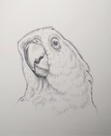 2021 ambiguous_gender avian beak bird feral graphite_(artwork) hatching_(art) headshot_portrait hi_res katie_hofgard pencil_(artwork) portrait shaded solo traditional_media_(artwork)
