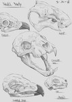 ambiguous_gender anatomical_study beak bone fangs feral grey_background grey_text group sharp_teeth simple_background skull teeth text markoriginals accipitrid accipitriform avian bird canid canine canis domestic_cat domestic_dog eagle felid feline felis inanimate_object mammal rodent 2018 dated english_text greyscale hi_res monochrome species_name