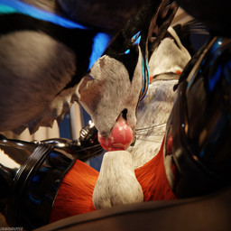 animal_genitalia animal_penis anthro anthro_on_anthro armwear balls biped black_body black_clothing black_fur blue_body blue_fur blue_penis bodily_fluids canine_genitalia canine_penis claws clothed clothing cum cum_dripping_from_penis cum_in_mouth cum_inside cum_on_penis depth_of_field dominant duo erection feet fellatio flat_balls fur furniture genital_fluids genitals grey_body grey_fur hair hindpaw inside kneeling kneeling_on_ground kneeling_oral_position kneeling_position knot latex latex_armwear latex_clothing latex_legwear latex_thigh_highs legwear living_room male male/male multicolored_body nude on_sofa open_mouth oral oral_penetration orange_body orange_fur orgasm paws penetration penile penis reflection sex sitting sitting_on_sofa slim slim_anthro slim_male slim_sub smile sofa submissive submissive_male tail thigh_highs white_body white_fur dragonplayer dragonplayer_(character) octo_(octothekitsune) canid canine canis fox hybrid jex mammal rexouium 1:1 3d_(artwork) absurd_res blender_(artwork) blender_cycles_(artwork) digital_media_(artwork) hi_res