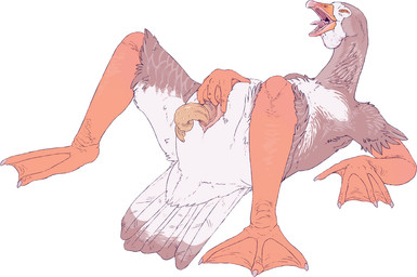 anatid_penis anatomically_correct anatomically_correct_cloaca anatomically_correct_genitalia anatomically_correct_penis animal_genitalia animal_penis anthro avian_butt avian_feet barefoot beak biped claws cloaca cloacal cloacal_fingering cloacal_masturbation cloacal_penis erection eyes_closed feathers feet fingering fingers genitals grey_body grey_feathers lying male masturbation membrane_(anatomy) multicolored_body multicolored_feathers nude on_back open_beak open_mouth orange_beak penis pink_cloaca pink_tongue presenting presenting_penis simple_background solo spiral_penis spread_cloaca spread_legs spreading tail tail_feathers toes tongue two_tone_body two_tone_feathers unsigned webbed_feet webbed_hands white_background white_body white_feathers swampjaws anatid anseriform anserine avian bird goose digital_media_(artwork)