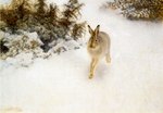 brown_body feral fur grey_body grey_fur long_ears outside photorealism quadruped realistic snow solo winter bruno_liljefors public_domain hare lagomorph leporid mammal 1908 20th_century ancient_art oil_painting_(artwork) painting_(artwork) signature traditional_media_(artwork)