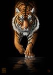 ambiguous_gender black_background black_stripes feral fur orange_body orange_fur simple_background solo striped_body striped_fur stripes whiskers white_body white_fur kippycube felid mammal pantherine tiger 2019