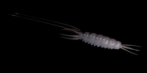 black_background feral simple_background solo tentacles darkthemechair alien arthropod gastropod insect khazthri'r khazthri'r_tapper larva maggot mollusk slug tentacle_creature worm 3d_(artwork) digital_media_(artwork)