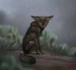 ailah ambiguous_gender brown_body brown_fur canid canine canis coyote desert detailed_background feral fur hi_res hopeful looking_back mammal outside raining sad sitting solo wet wet_body wet_fur yellow_eyes