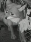 bicycle feral fur male outside sad sitting solo vehicle terry_grimm disney the_fox_and_the_hound tod_(tfath) canid canine fox mammal red_fox true_fox 2019 black_and_white monochrome