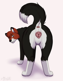 4_toes animal_genitalia animal_vulva anus black_body black_fur butt butt_focus canine_genitalia canine_vulva cheek_tuft dog_tail ears_down facial_tuft feet female feral fluffy fluffy_tail fox_ears fur genitals head_transformation looking_at_viewer multicolored_body multicolored_fur pink_vulva pivoted_ears presenting raised_tail simple_background smile smiling_at_viewer solo tail tail_anus toes transformation tuft vulva white_background white_body white_fur miuyki disney the_fox_and_the_hound tod_(tfath) border_collie canid canine canis collie domestic_dog fox herding_dog mammal pastoral_dog sheepdog absurd_res digital_drawing_(artwork) digital_media_(artwork) hi_res shaded