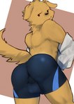 anthro anus_outline balls_outline bottomwear bulge butt clothing detailed_bulge fur genital_outline looking_back male shorts solo tail undressing yellow_body yellow_fur asleepchef canid canine canis domestic_dog mammal 2023 absurd_res hi_res