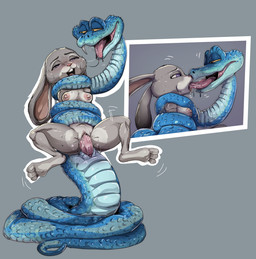 animal_genitalia anthro anthro_on_feral anthro_penetrated bestiality bestiality_kiss biped blue_body blue_scales bodily_fluids breasts duo erection female female_anthro female_penetrated feral feral_penetrating feral_penetrating_anthro feral_penetrating_female french_kissing fur genital_slit genitals grey_body grey_fur interspecies kissing looking_pleasured male male/female male_feral male_penetrating male_penetrating_anthro male_penetrating_female motion_lines nipples nude one_fang penetration penile penile_penetration penis_in_vagina pink_nipples predator/prey saliva saliva_string scales sex simple_background vaginal vaginal_penetration teastuff disney zootopia gary_de'snake judy_hopps european_rabbit lagomorph leporid mammal oryctolagus pit_viper rabbit reptile scalie snake viper 2025 colored hi_res