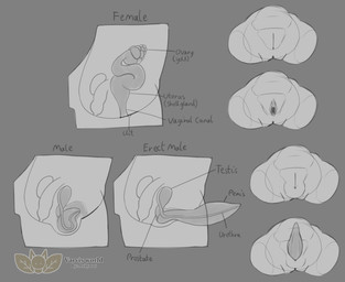 ambiguous_slit anatomy animal_genitalia anthro clitoris female genital_slit genitals internal male penis unusual_anatomy unusual_genitalia unusual_penis vulva axilynus anon akirr guide_lines hi_res reference_image sketch