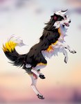 anus balls feral fur genitals knot male multicolored_body multicolored_fur pawpads paws penis pose presenting solo tail tail_anus yellow_eyes aseniyaaa jjcollie_(jj) border_collie canid canine canis collie domestic_dog herding_dog mammal pastoral_dog sheepdog hi_res pinup