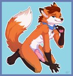 4_toes 5_fingers animal_genitalia animal_penis anthro blue_eyes brown_hair canine_genitalia canine_penis claws collar collar_only countershade_torso countershading erection feet finger_claws fingers front_view fur genitals hair kneeling knot knotted_penis male nude nude_anthro nude_male orange_body orange_fur orange_tail penis simple_background smile solo tail toe_claws toes ketty canid canine fox mammal 2025 digital_media_(artwork) hi_res