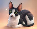 ambiguous_gender black_body black_fur black_tail feral fur heart_symbol pink_nose simple_background solo tail whiskers white_body white_fur chiakiro cornish_rex domestic_cat felid feline felis mammal rex_(cat) 2019